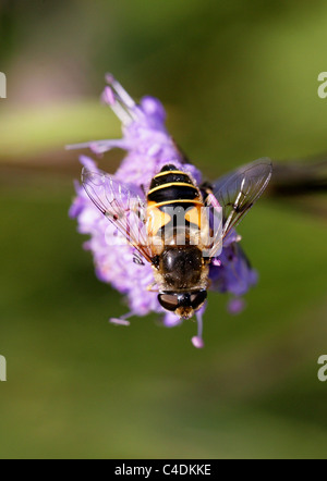 Hoverfly, Eristalis Horticola, Syrphidae Diptera, auf Teufel-Bit Scabius Blume. Weiblich. Stockfoto