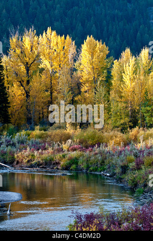 Farben des Herbstes in den Aspen (Populus Tremuloides) Bäume spiegeln sich im Fluss Blackfoot von westlichen Montana Stockfoto