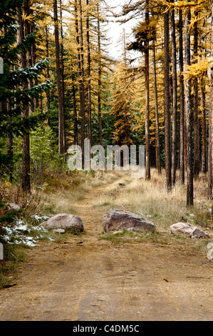 Spur in der Anwaltskanzlei Canyon Gebiet von Missoula, Montana ist von bunten Lärchen umgeben. Stockfoto