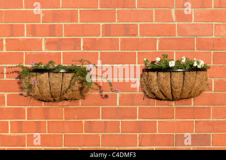 Eisenkraut Blumen wachsen in Wand-Körbe Stockfoto