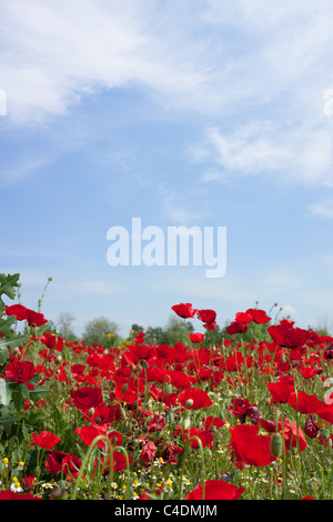 Mohn-Feld unter dem blauen Himmel von Griechenland (XXXL) Stockfoto