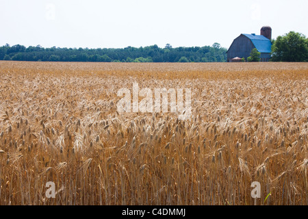 Felder der Gerste, die Reifung, Scheune in Ferne, Maryland Eastern Shore, USA Stockfoto