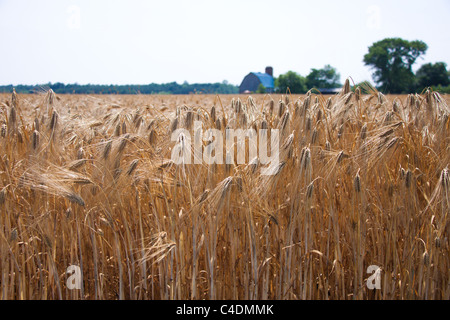 Felder der Gerste, die Reifung, Scheune in Ferne, Maryland Eastern Shore, USA Stockfoto