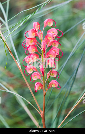 Grevillea Johnsonii. Grevillea Spinne Blume Stockfoto