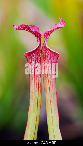 Sarracenia X farnhamii.  Kannenpflanze. Fleischfressende Pflanze Stockfoto