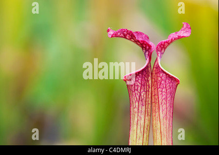 Sarracenia X farnhamii.  Kannenpflanze. Fleischfressende Pflanze Stockfoto