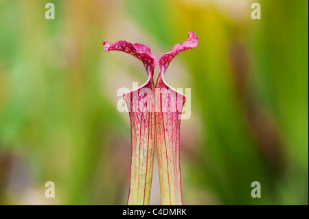 Sarracenia X farnhamii.  Kannenpflanze. Fleischfressende Pflanze Stockfoto