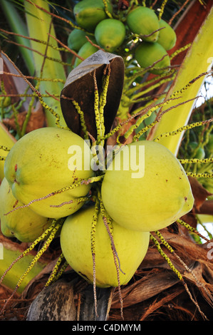 Kokosnuss Früchte auf den Zweigen Stockfoto