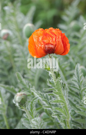 Blüte teilen eine orientalische Mohn Papaver Orientalis geschlossen früh im Morgengrauen reflektierten Morgensonne vor Eröffnung Stockfoto