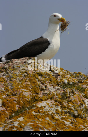 Schwarz Backed Gull auf Irlands Auge mit Verschachtelung material Stockfoto