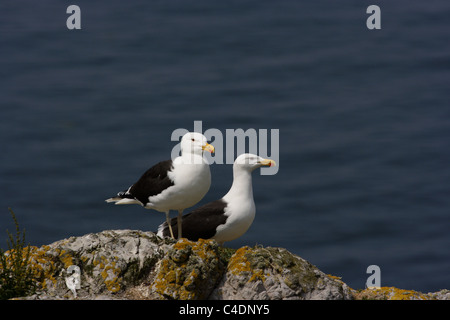 Ein paar schwarze Backed Möwen auf Irlands Auge Stockfoto