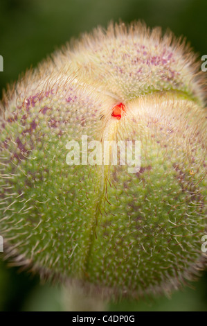 Blühende Teile eine orientalische Mohn Papaver Rhoeas, Knospe kurz vor dem Öffnen Stockfoto