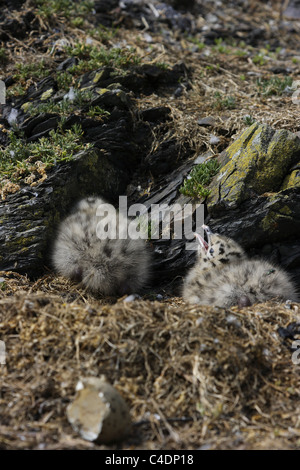 Schwarz Backed Gull Küken Stockfoto