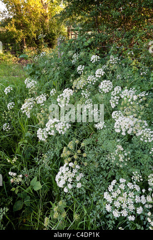 Hemlock Wasser-asiatische Oenanthe Crocata in Hecke, Wiltshire Wildlife Trust Cloatley Wiesen Natur Reserve Braydon Wald Stockfoto