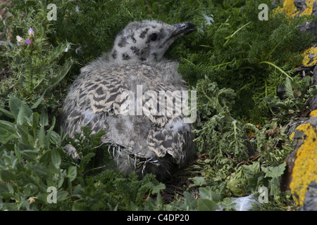 Schwarz Backed Gull Küken Irlands Auge Howth Irland Vereinigtes Königreich Stockfoto