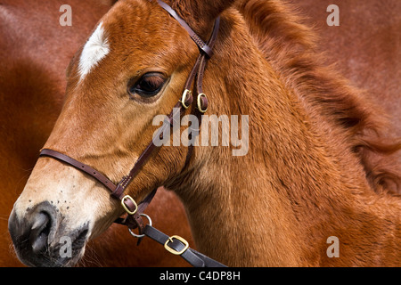 Porträt des Oldenburger Hengst Fohlen mit Stute an der 2011 Royal Cornwall Showground Show, Wadebridge, Grafschaft Cornwall, UK Stockfoto