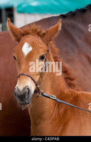 Porträt des Oldenburger Hengst Fohlen mit Stute an der 2011 Royal Cornwall Showground Show, Wadebridge, Grafschaft Cornwall, UK Stockfoto