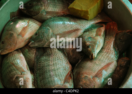 Fischmarkt Thanon Soi Sukhumvit Bangkok Thailand Stockfoto