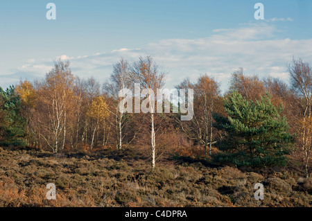 Heide, Sutton, Suffolk, UK. Stockfoto