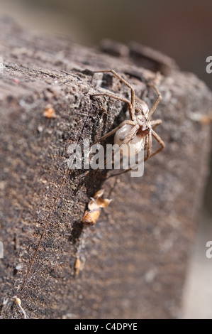 Grass Spider mit Nest Eier Umzug in ein sicheres Zuhause, 25mm lang, statt Kindergarten Versorgung im Unterkiefer Stockfoto