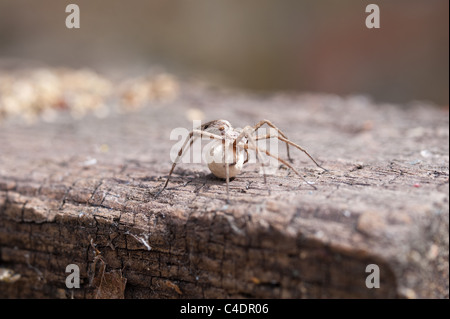 Grass Spider mit Nest Eier Umzug in ein sicheres Zuhause, 25mm lang, statt Kindergarten Versorgung im Unterkiefer Stockfoto