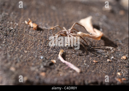 Grass Spider mit Nest Eier Umzug in ein sicheres Zuhause, 25mm lang, statt Kindergarten Versorgung im Unterkiefer Stockfoto