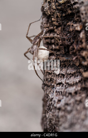 Grass Spider mit Nest Eier Umzug in ein sicheres Zuhause, 25mm lang, statt Kindergarten Versorgung im Unterkiefer Stockfoto