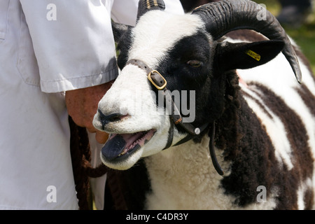 Viehzucht, Preis Alpine Ziege, zeigen Tiere in der grossen Royal Highland Show 2010 Scottish Agricultural Society von Schottland, Edinburgh, Großbritannien Beurteilung an den 2011 Royal Cornwall Showground Veranstaltungen & Ausstellungen, Wadebridge, Cornwall County, Großbritannien Stockfoto