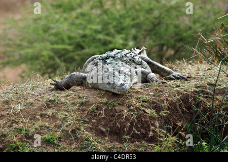 Nil-Krokodil in den Tsavo West Nationalpark, Kenia. Stockfoto