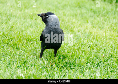 Eine Dohle stehend auf einem Flecken des Grases. Stockfoto