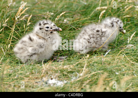 Weniger schwarz unterstützt Möwe Küken. Stockfoto