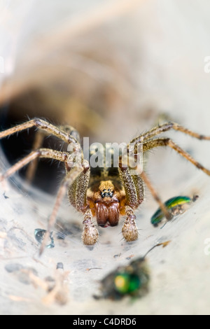 Labyrinth-Spinne im trichterförmigen Netz Stockfoto