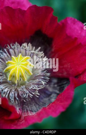 Papaver Somniferum. Mohnblume. Hautnah auf Mitte des Mohnblume Stockfoto