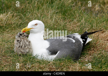 Eine Erwachsene weniger schwarz unterstützt Möwe mit einem jungen Küken. Stockfoto