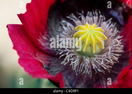 Papaver Somniferum. Mohnblume. Hautnah auf Mitte des Mohnblume Stockfoto