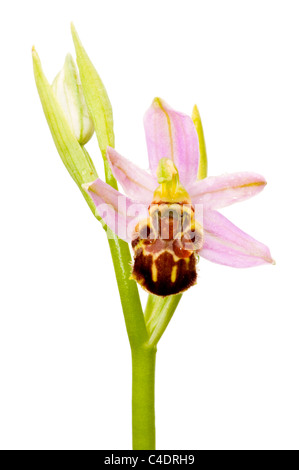 Biene Orchidee auf weißem Hintergrund Stockfoto