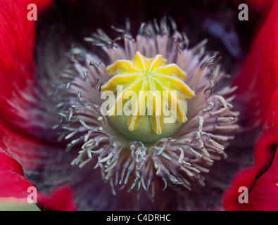 Papaver Somniferum. Mohnblume. Hautnah auf Mitte des Mohnblume Stockfoto