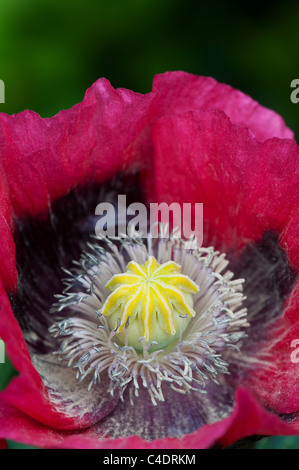 Papaver Somniferum. Mohnblume. Hautnah auf Mitte des Mohnblume Stockfoto