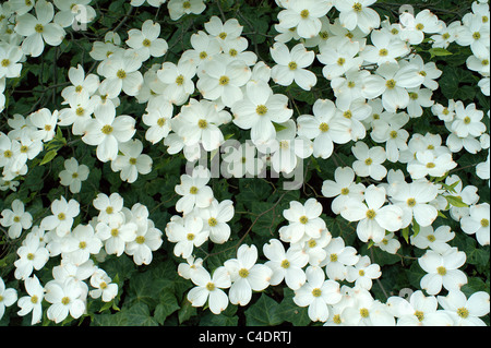 Hartriegel weiß Frühling Blüte Cornus florida Stockfoto