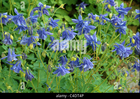 Akelei Aquilegia blau blüht Aquilegia vulgaris Stockfoto