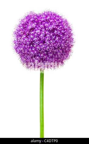 Allium-Botschafter in Blumen auf weißem Hintergrund Stockfoto