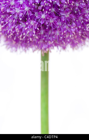 Allium-Botschafter in Blumen auf weißem Hintergrund Stockfoto