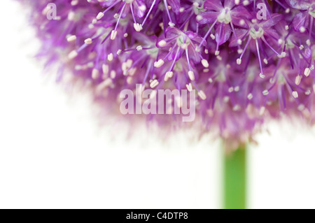 Allium-Botschafter in Blumen auf weißem Hintergrund Stockfoto