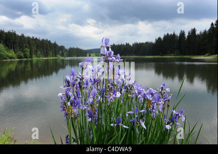 Blaue Iris wildwachsenden neben Prinzenteich See in der Harz-Region Deutschlands Stockfoto