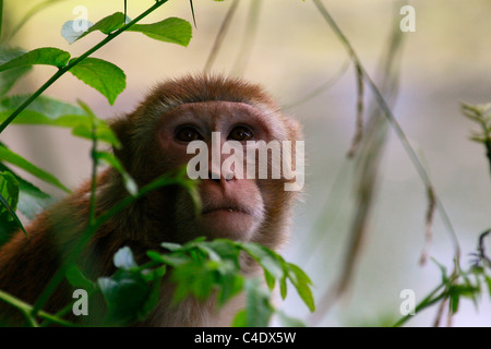 Die Krabben essen Makaken (Macaca Fascicularis) stammt aus Südost-Asien auch genannt Cynomolgus Affen oder philippinischen Affe Stockfoto