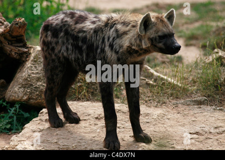 Eine gefleckte Hyänen (Crocuta Crocuta) auch bekannt als lachende Hyäne, Unterfamilie Hyaeninae Stockfoto