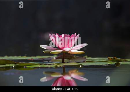 Rosa Seerose und Reflexion. Stockfoto