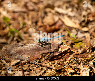 Blaue Libelle mit grünen Augen sitzen auf Log in einem Sumpf auf der Natchez Trace Parkway, Mississippi USA Stockfoto