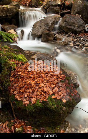 Herbstlichen Wald in Aragüés del Puerto, Huesca, Pyrenäen, Spanien Stockfoto