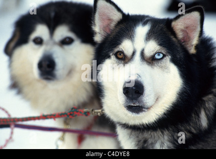 Die Augen ein Siberian Husky ist braun und blau, wie im close-up Portrait von einer schönen Schlittenhunde zu sehen in der Nähe von Anchorage, Alaska, USA. Stockfoto